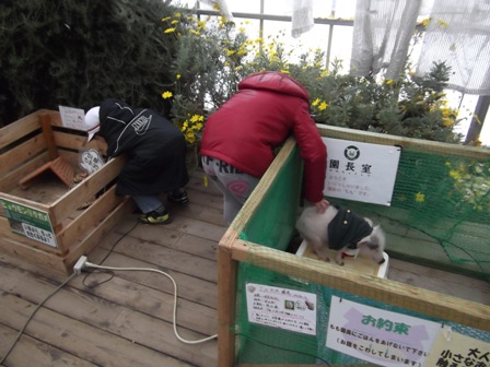 111210 enchou kame.JPG