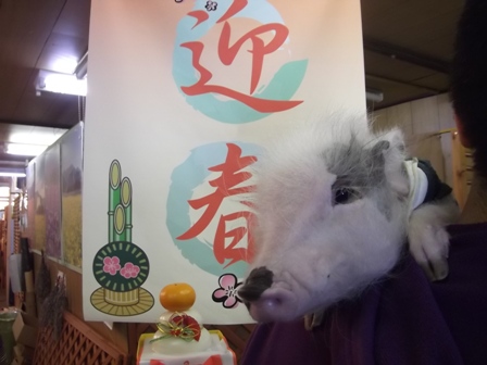 120103 momo geisyun.JPG