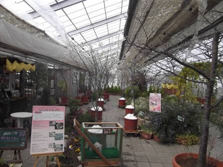 120301 momo sakuradoori2.JPG