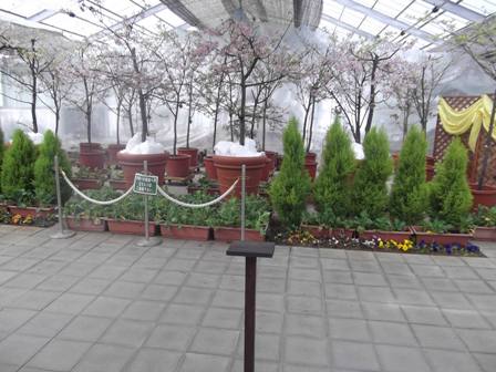 120301 sakuranomaede3.JPG