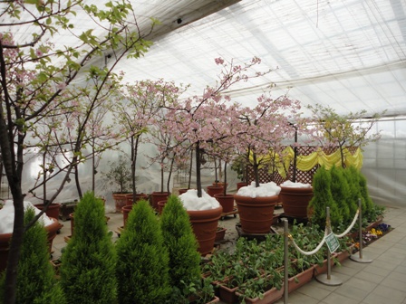 120303 sakura toku1.JPG