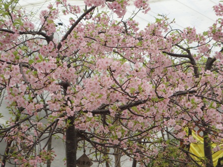 120303 sakura2 chikaku.JPG