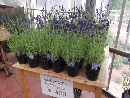 20120526 lavender1.JPG