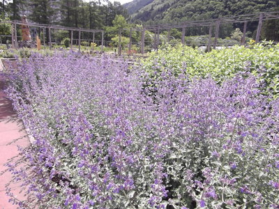 DSCF6701.JPG