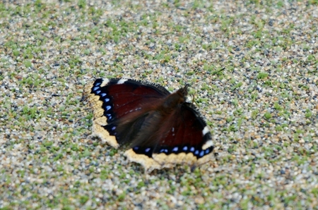 20130807.butterflyJPG.JPG