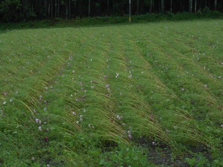 2013.9.17kosumosu.jpg