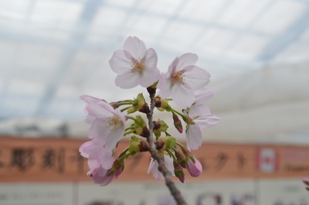 20140221sakura.jpg