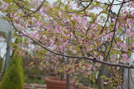 DSC_0784.JPG
