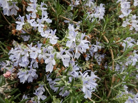 rosemary0302.jpg