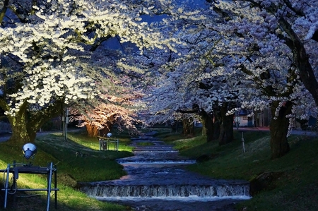 20140428sakura-1.jpg