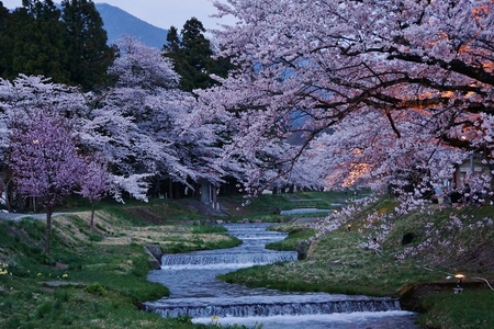 20140428sakura-3.jpg