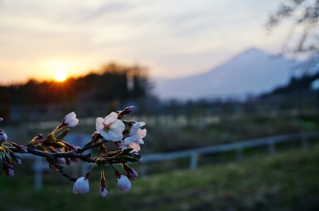 20140428sakura-4.jpg