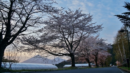 20140428sakura-8.jpg