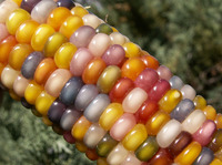 a-true-rainbow-corn-variati.jpgのサムネール画像