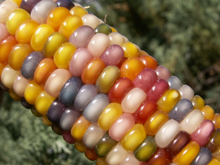http://www.listel-inawashiro.jp/blog/assets_c/2015/04/a-true-rainbow-corn-variati-thumb-450x337-24192.jpg