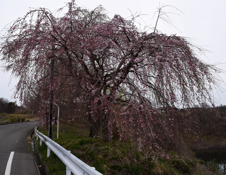 _0416.jpgのサムネール画像