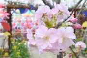 温室の桜　3月上旬～中旬