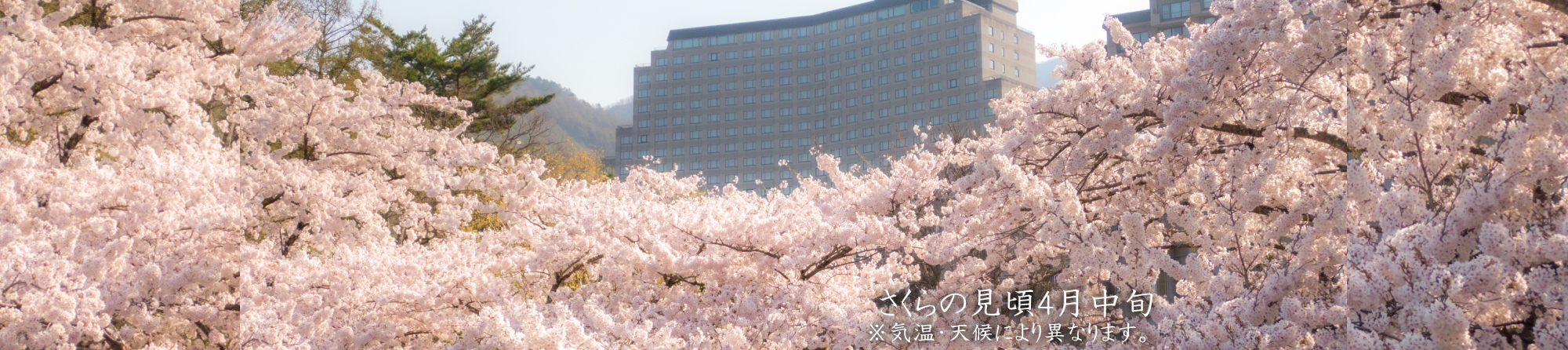 観音寺側 桜