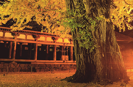 新宮熊野神社長床の大イチョウ