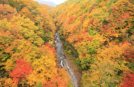 中津川渓谷の紅葉トレッキング