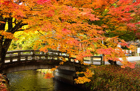 土津神社の参道紅葉
