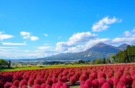 猪苗代ハーブ園の紅葉コキア