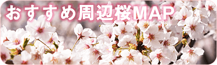 周辺桜情報