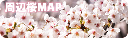 周辺桜情報