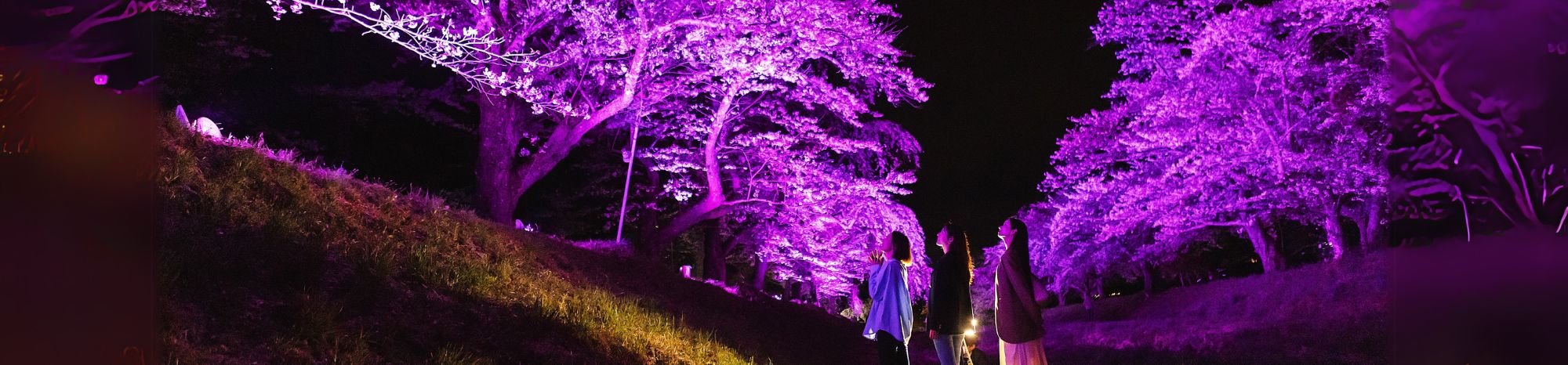 夜の観音寺川の桜並木（ライトアップ）