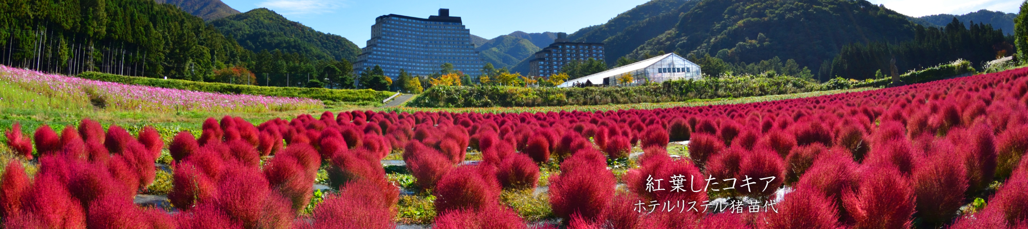 ハーブ園コキア 紅葉