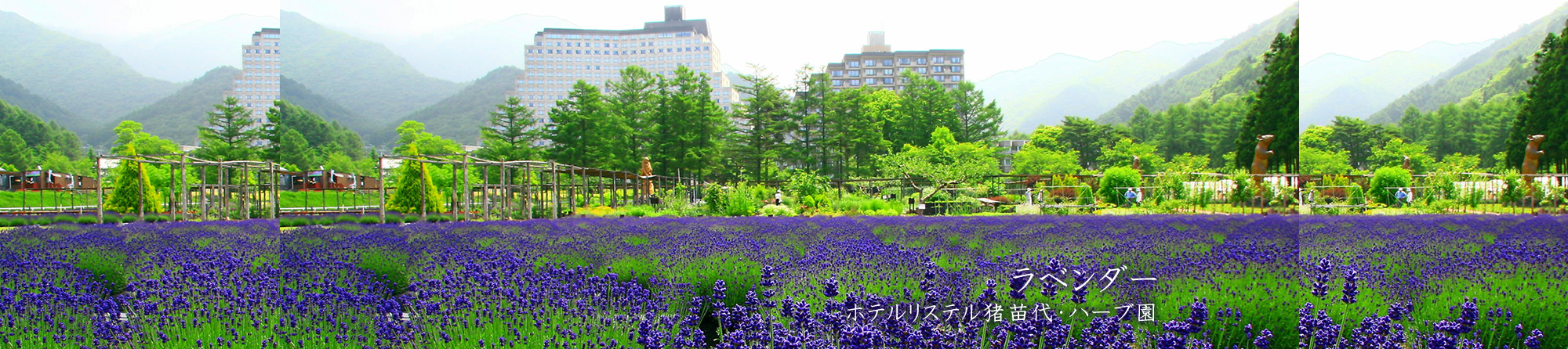 ラベンダー
