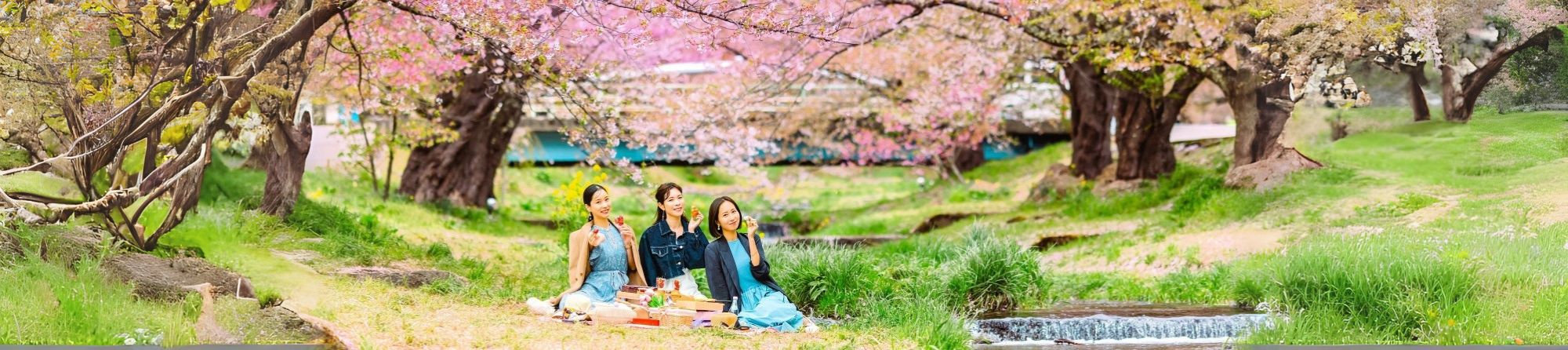観音寺川の桜
