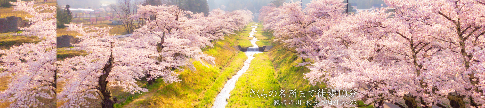観音寺側　桜