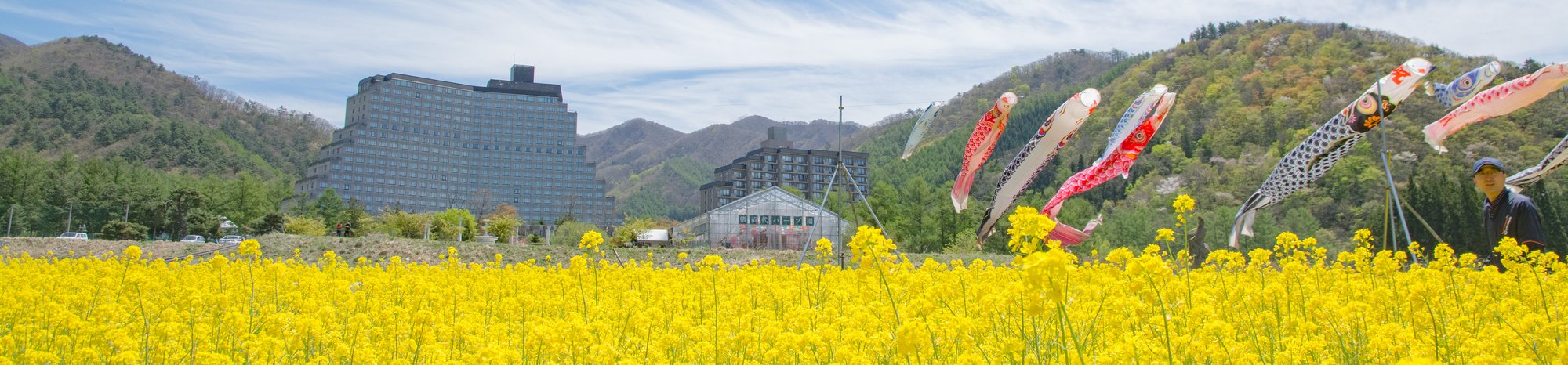 高原ハーブ園の菜の花
