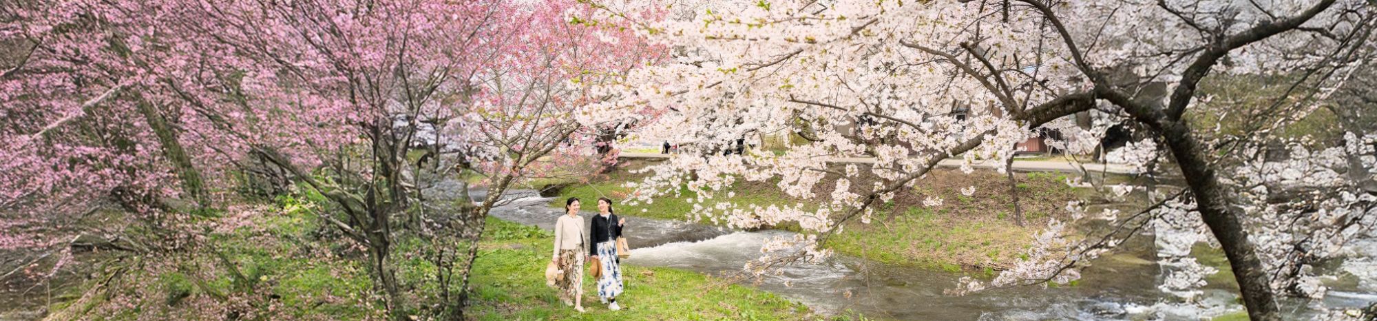 観音寺川の桜並木