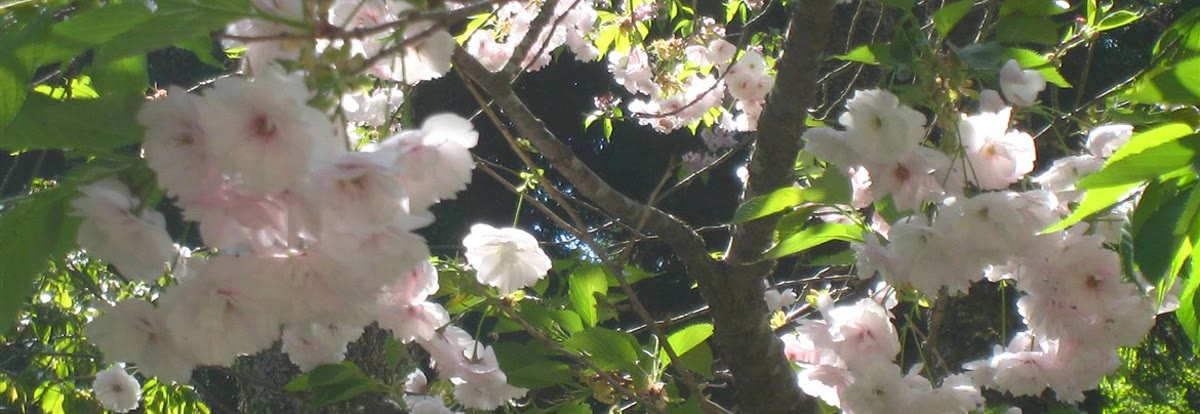磐椅神社の大鹿桜