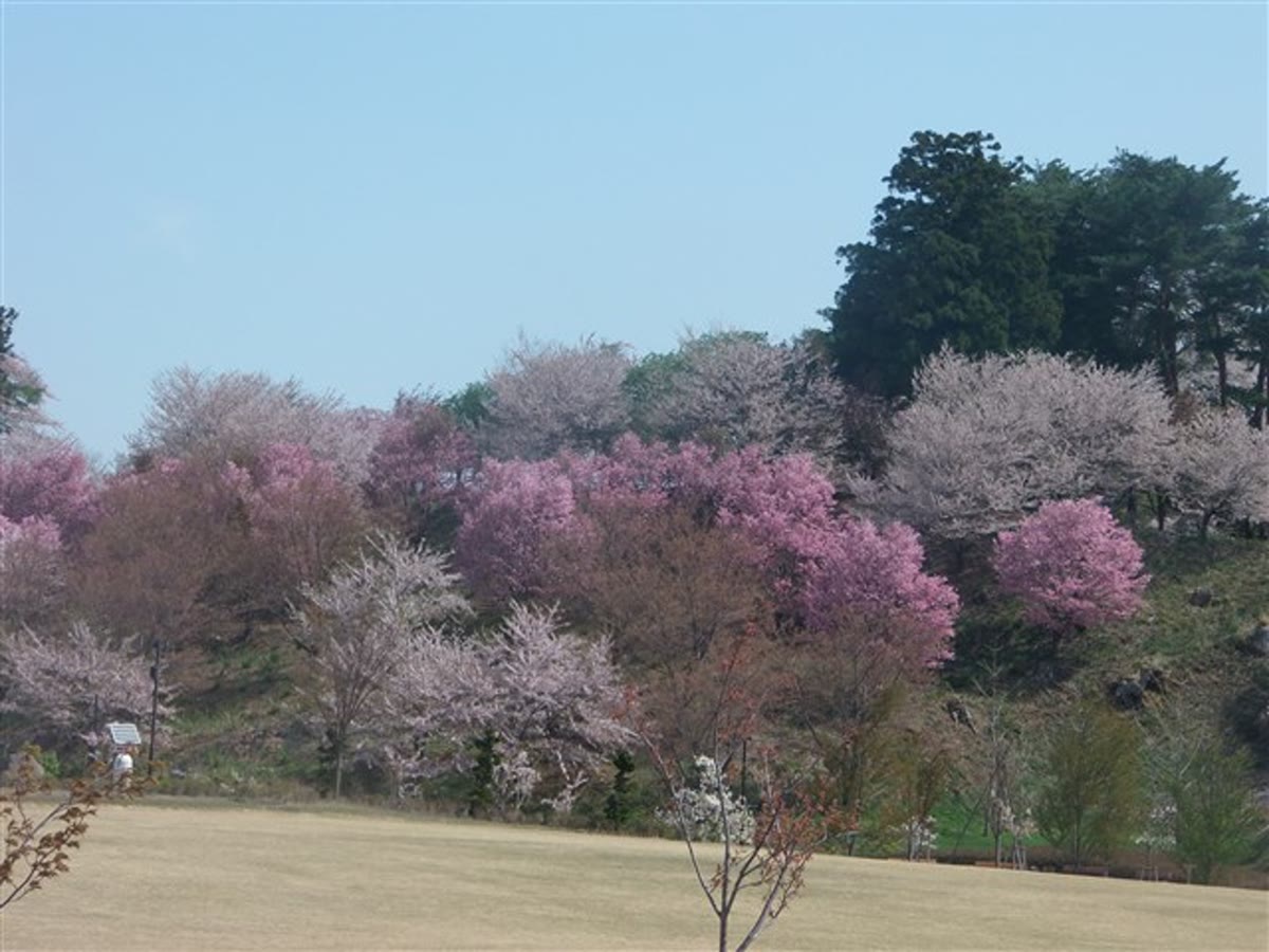 亀ヶ城公園