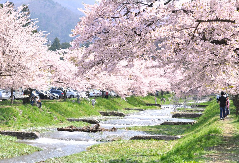 観音寺川桜並木