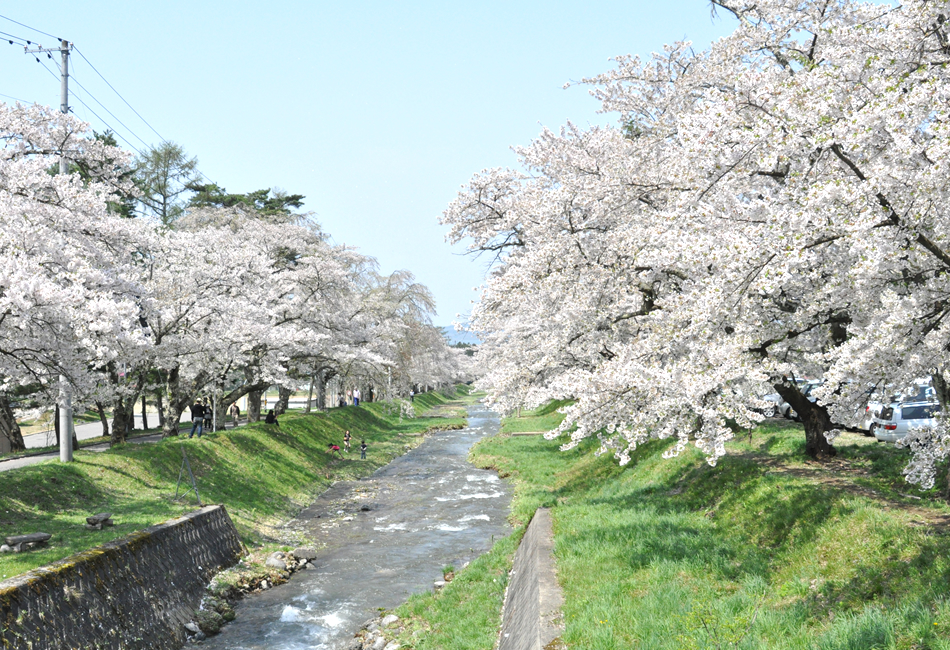 観音寺川桜並木