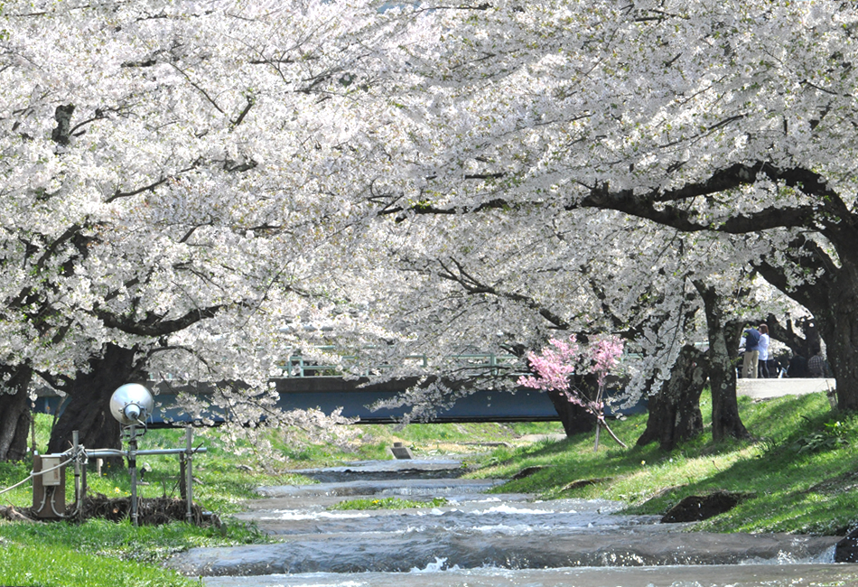 観音寺川桜並木