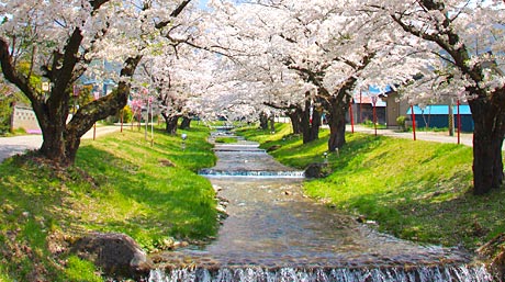 観音寺川(桜)