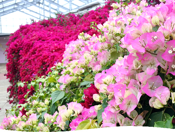 磐梯高原にある100,000㎡の花と香りの楽園 猪苗代ハーブ園