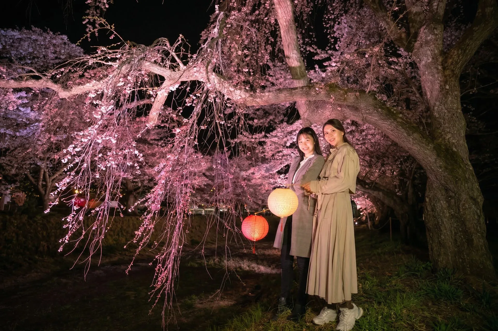 観音寺川の桜並木