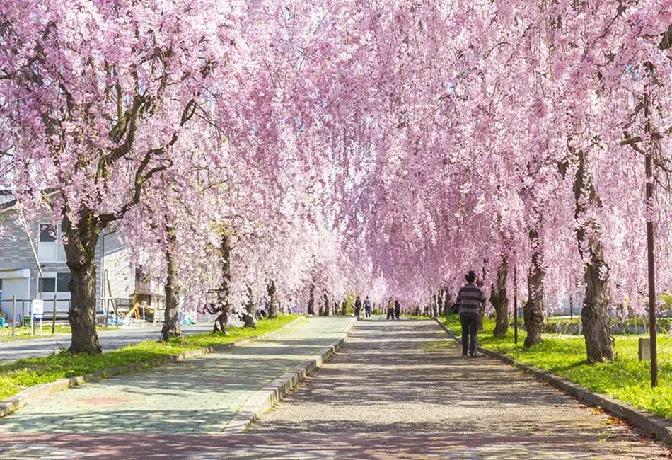 日中線しだれ桜
