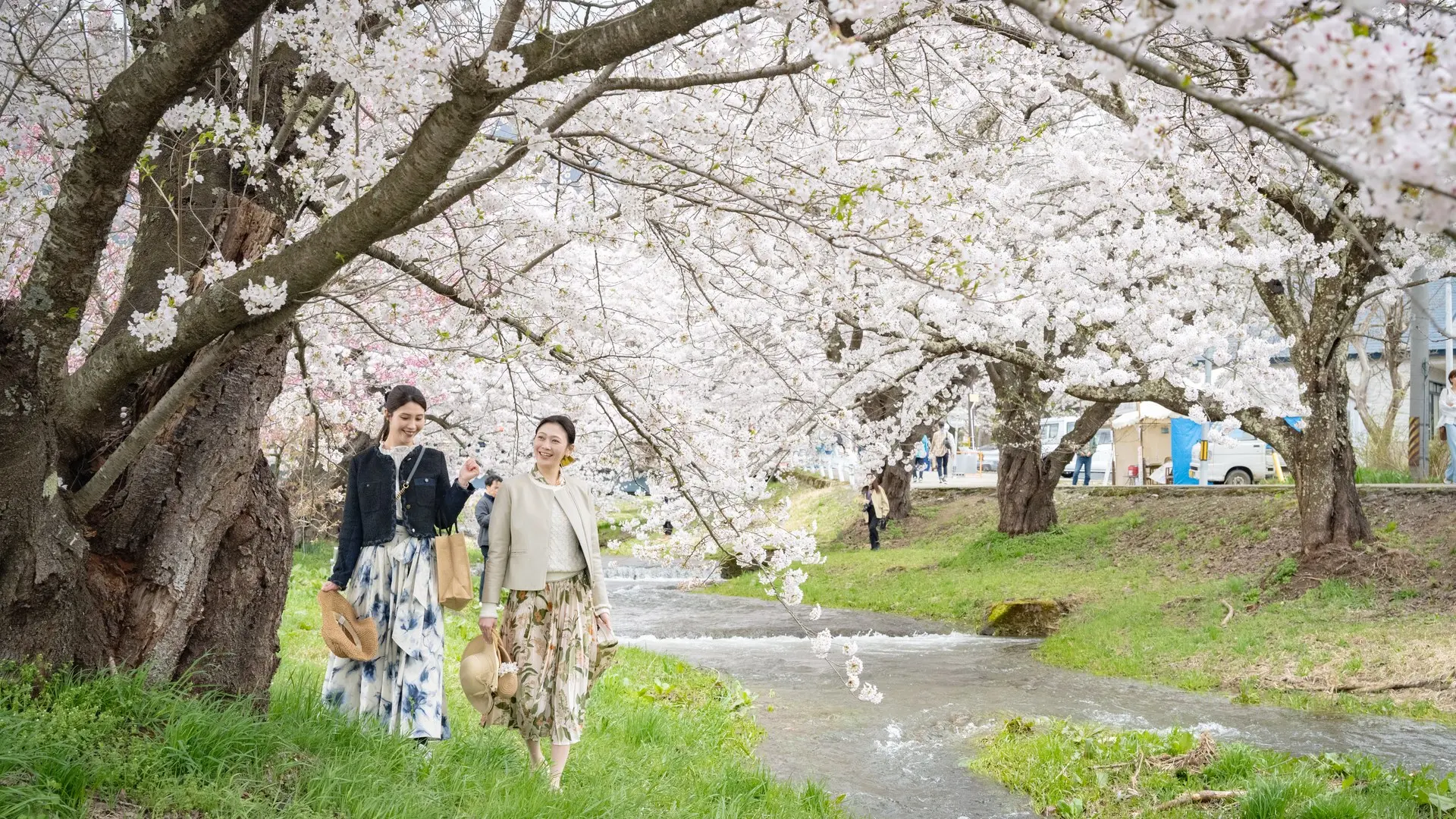観音寺川の桜並木
