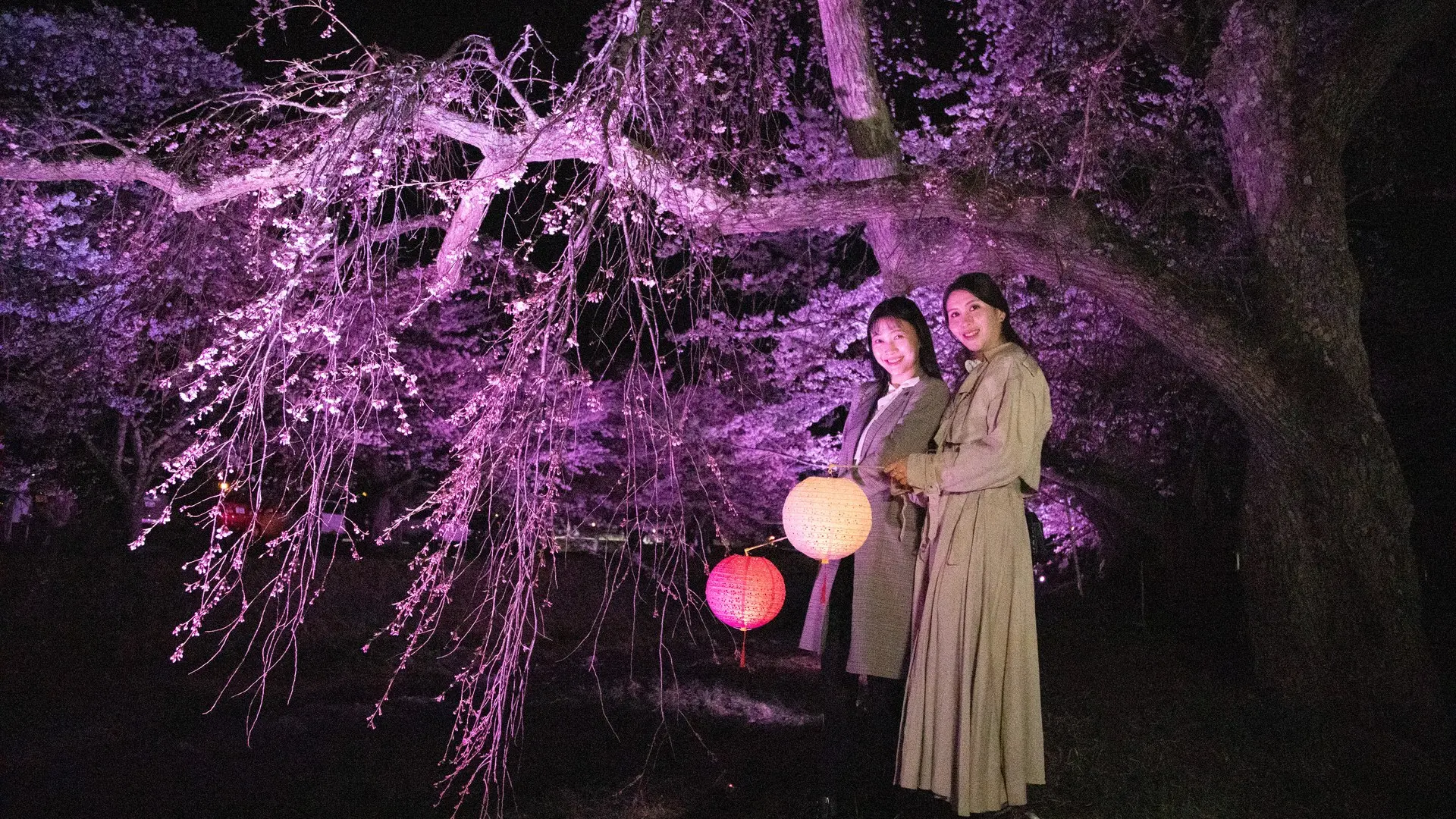 夜桜ライトアップ
